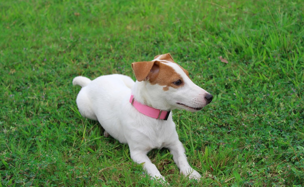 Mikivery Nylon Dog Collar with Quick Release Buckle Soft Adjustable Sturdy for Small Medium Large