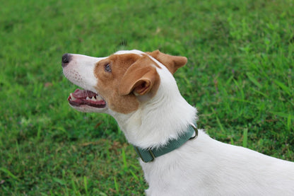 Mikivery Nylon Dog Collar with Quick Release Buckle Soft Adjustable Sturdy for Small Medium Large