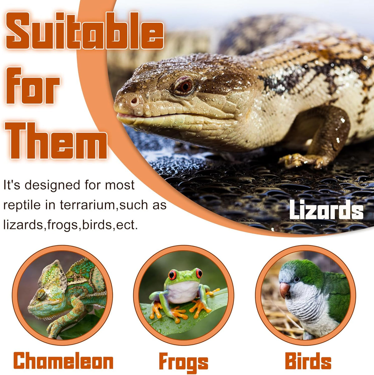 Reptile Corner Hunting Bowl - Glass Mount Insect Feeding Box for Reptile with Suction Cup which is