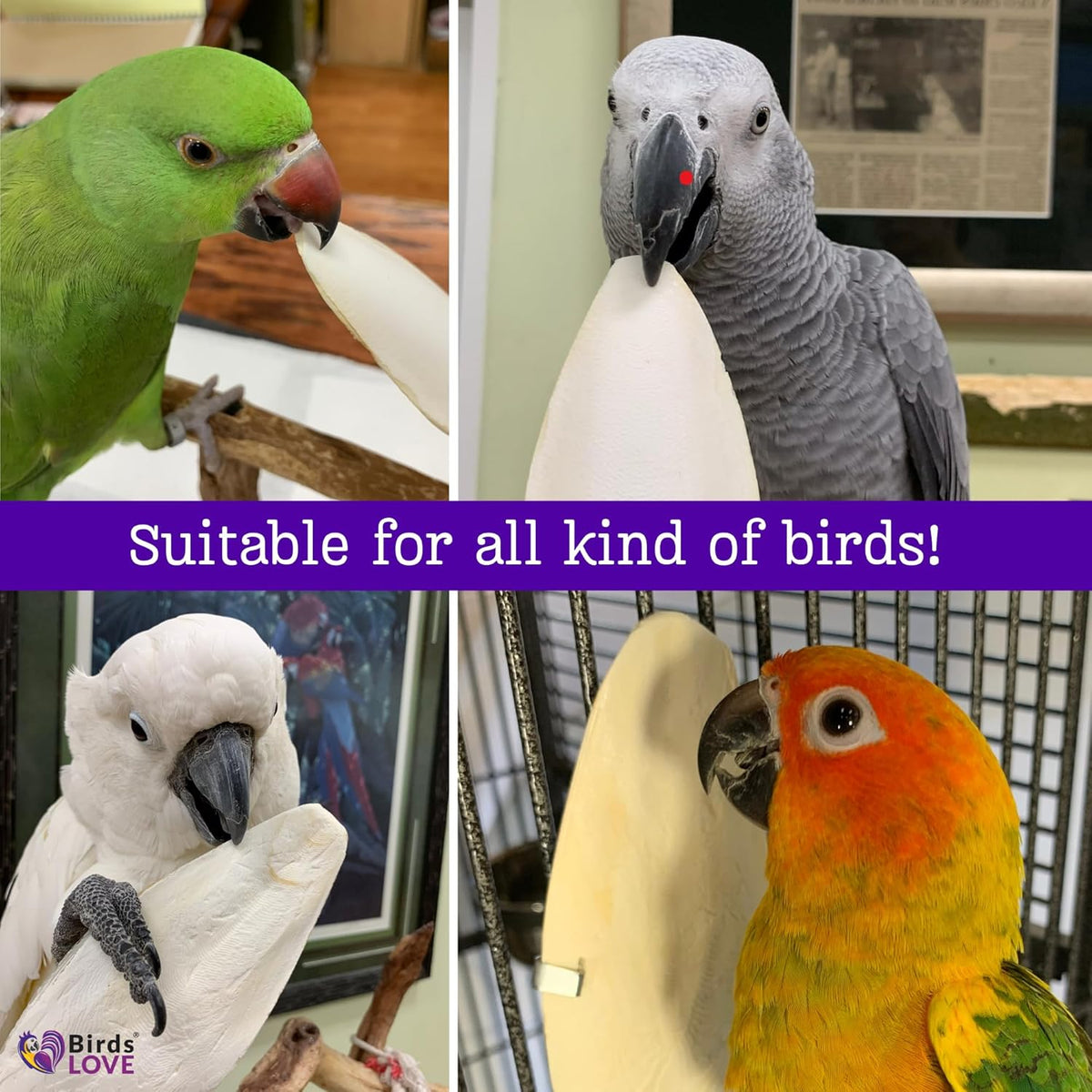 Birds LOVE Natural Cuttlebone | 100% Pure Sun-Dried Calcium Supplement for Birds, Tortoises, Snails