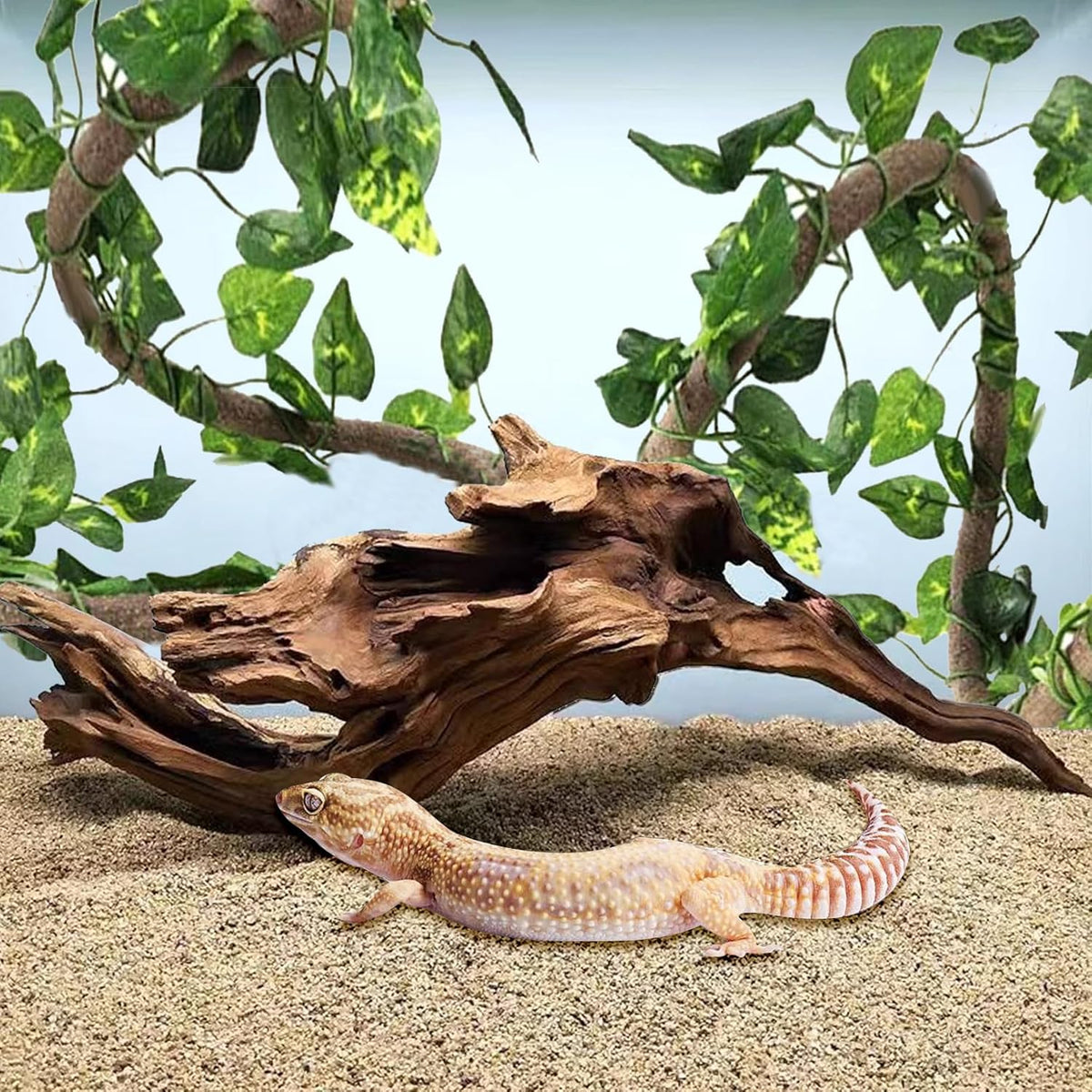 Hamiledyi Reptile Driftwood Decoration Natural Coral Driftwood Branches for Aquarium Reptiles Trunk