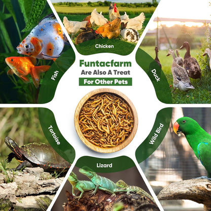 Dried Worms Black Solider Fly Larvae 5LB, Superior to Mealworms Chicken Treat, 86x Calcium Than