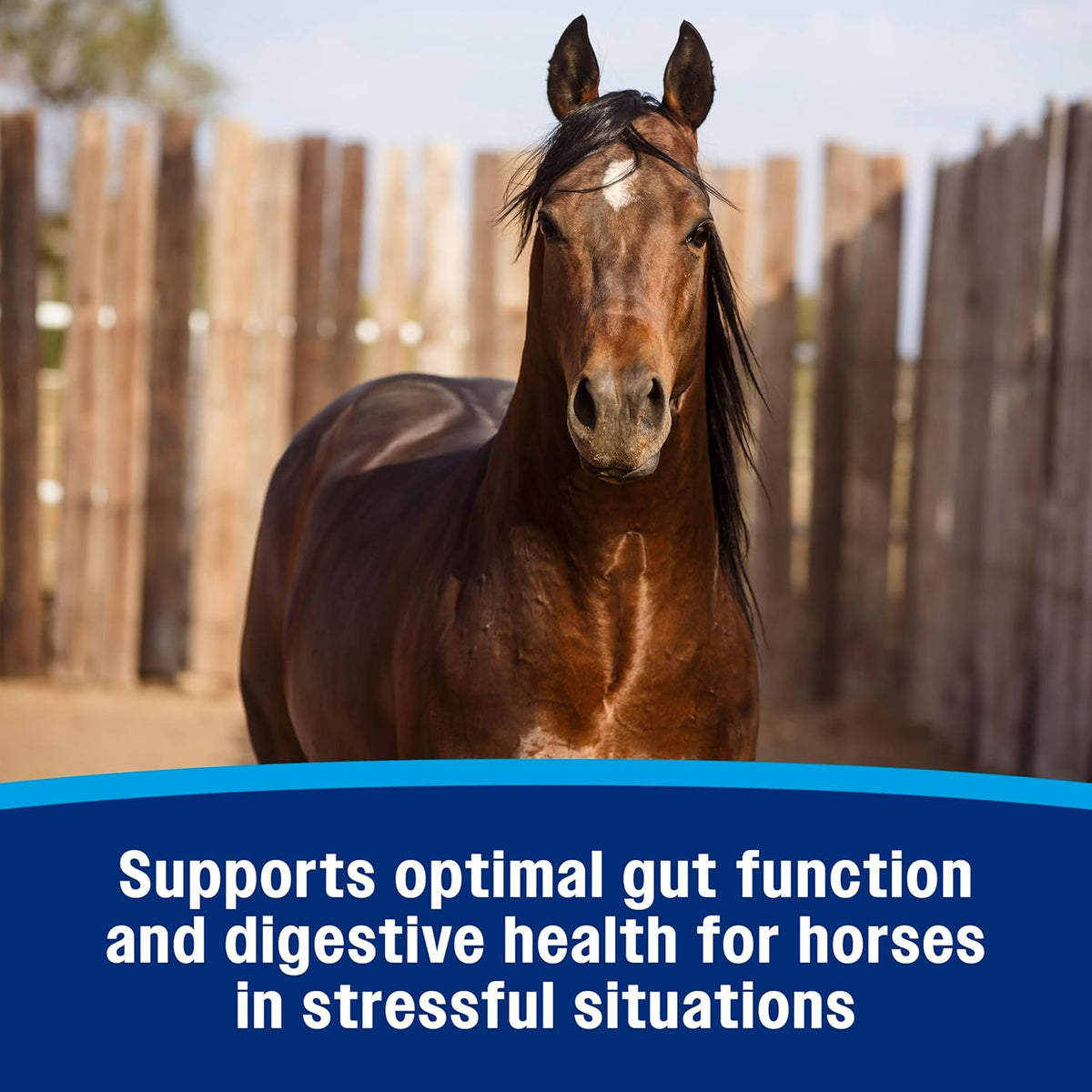 Farnam Gastric Health Pellets, Daily Gut and Digestive Health Supplement for Horses Helps Maintain