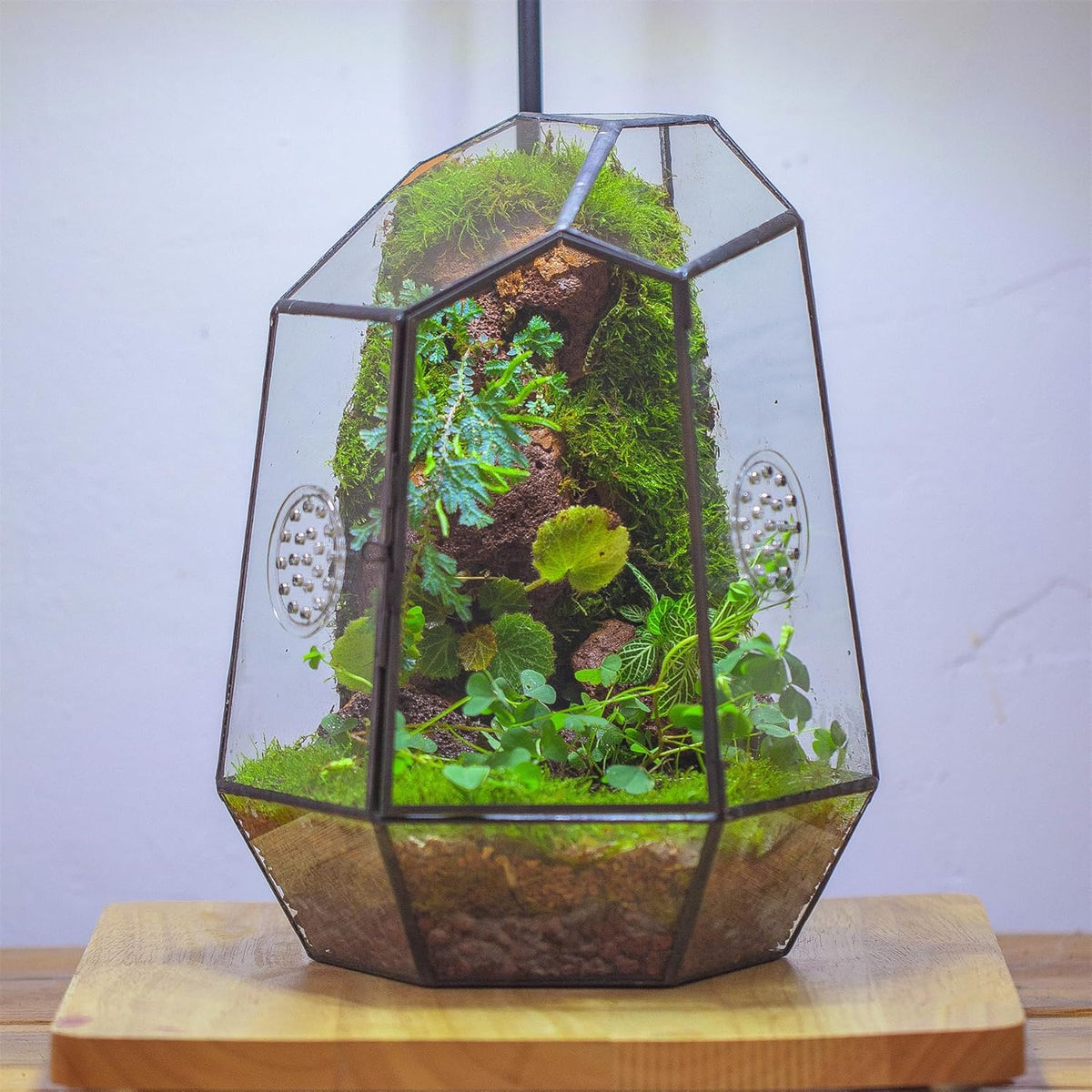 NCYP Closed Geometric Glass Enclosure with Front Opening Door & 2 Vent Holes for Insects