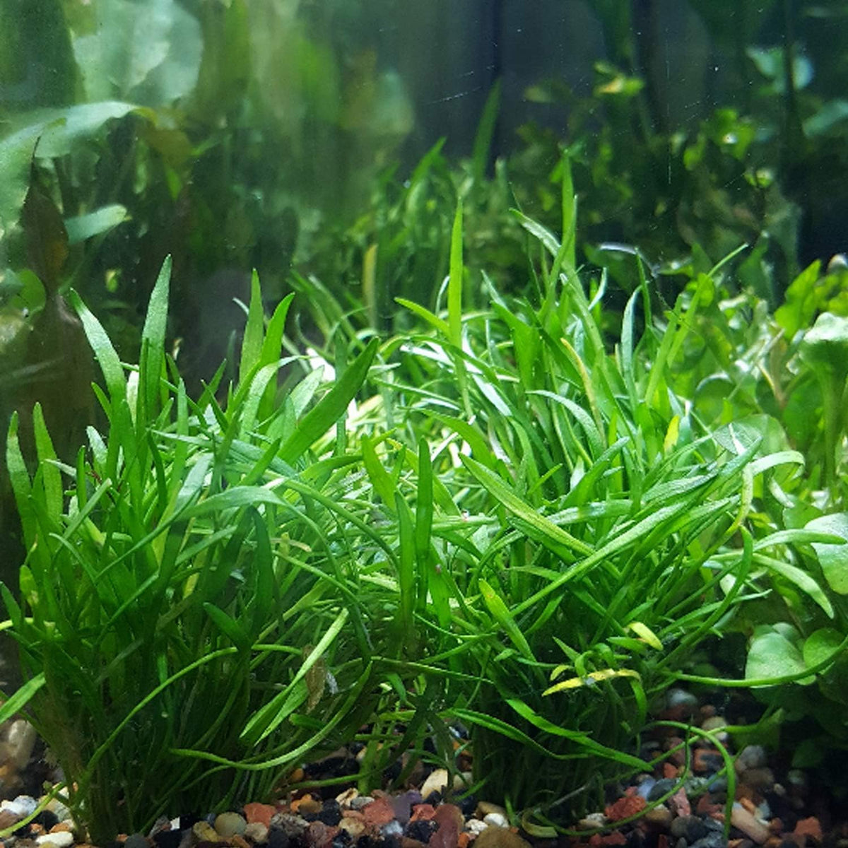 30+ Stems Package Starter Beginner Set Live Aquarium Plants Java Moss, Micro Sword, Rosette Amazon