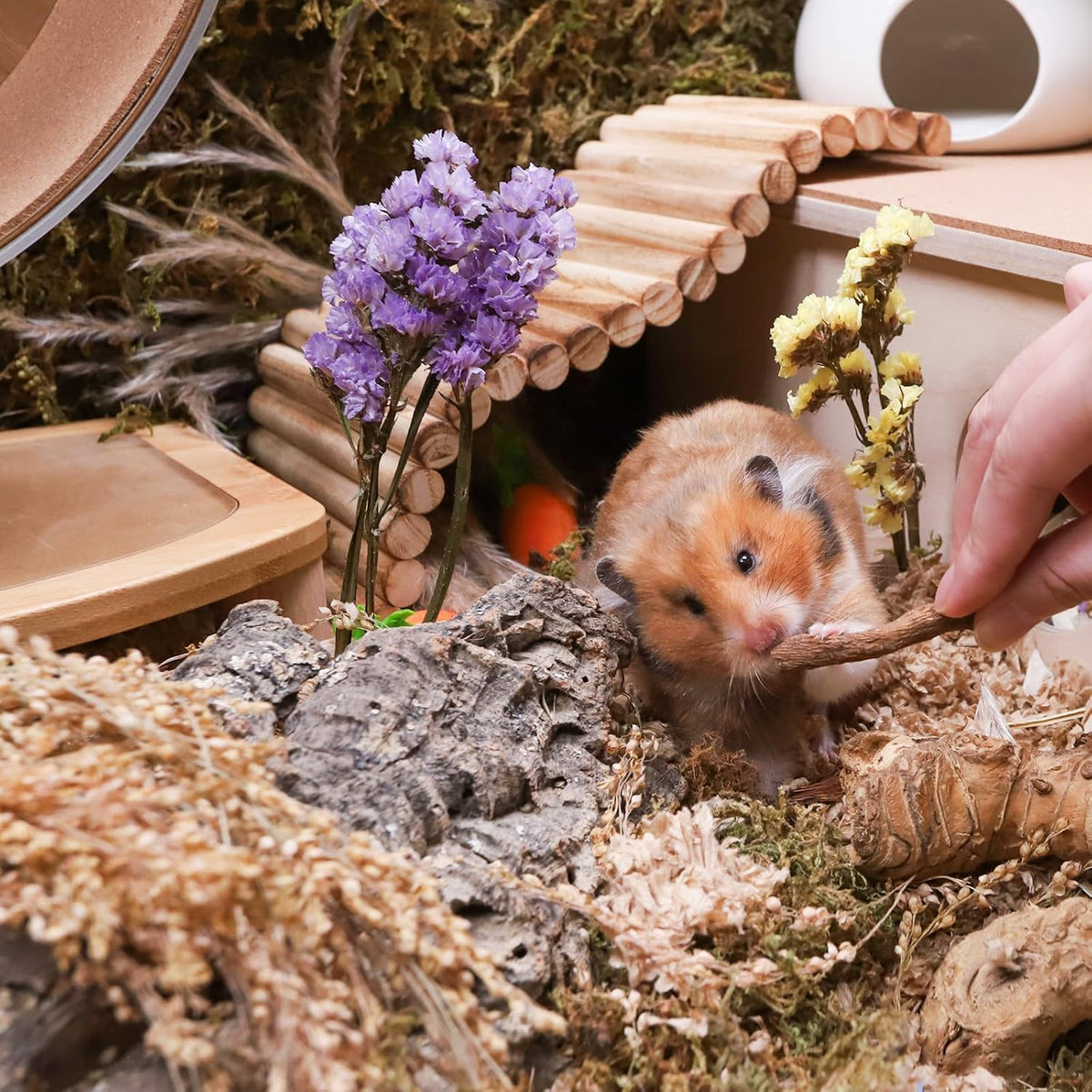 Niteangel Hamster Snack & Treats Toy - Small Animal Natural Treat for Dwarf Syrian Robo Hamsters