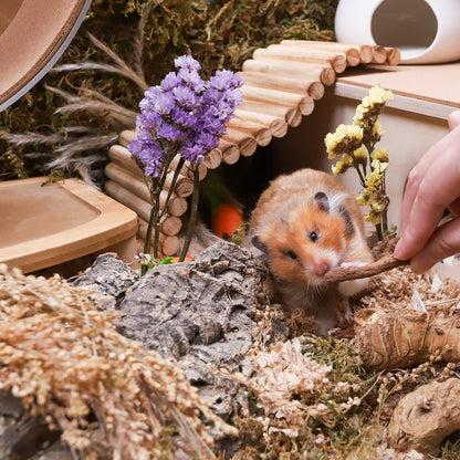 Niteangel Hamster Snack & Treats Toy - Small Animal Natural Treat for Dwarf Syrian Robo Hamsters