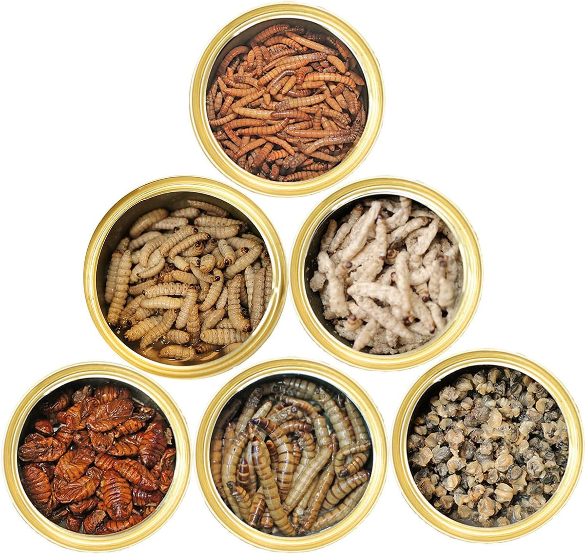 Canned Insect Assortment 6 Pack - Healthy High Protein Treat - For Hedgehogs, Sugar Gliders