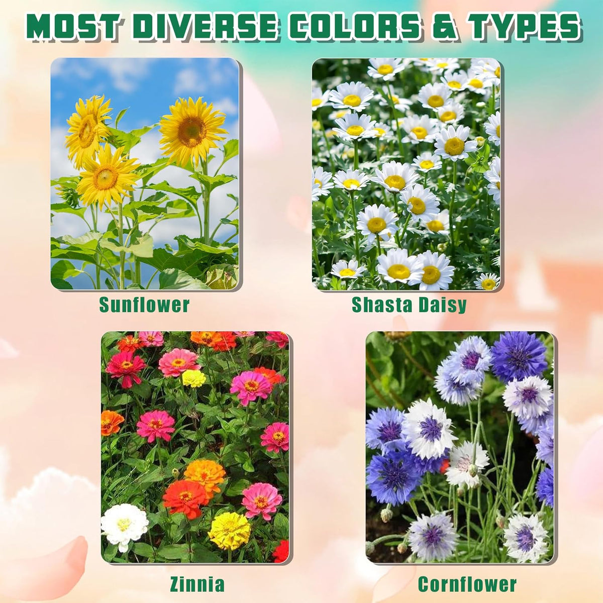 Indoor Daisy Garden Starter Kit, 4 Flower Seeds Growing into Shasta Daisy, Cornflower, Sunflower