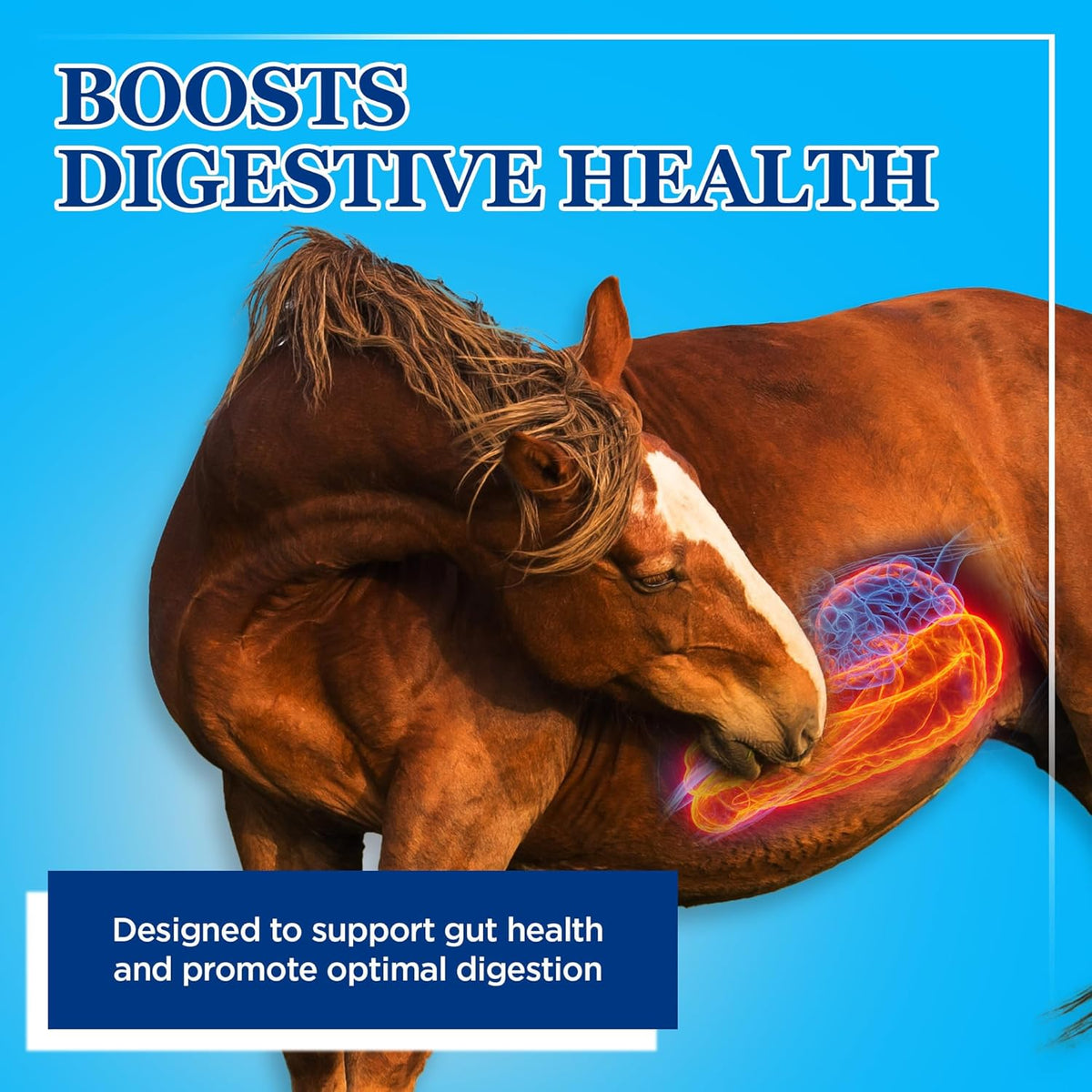 Equerry's Large Animal Probiotic | Supplements for Gut Health and Nutrient Absorption | Probiotics