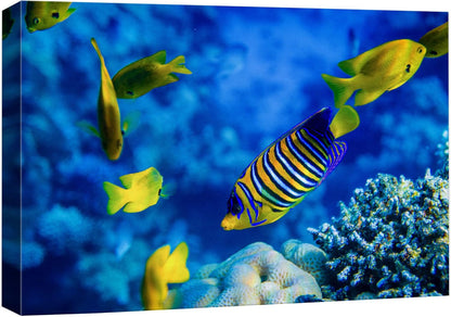 wall26 Canvas Print Wall Art Striped Yellow Tropical Fish Coral Reef Sea Nature Animals Photography