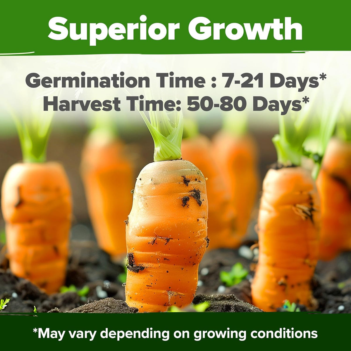 HOME GROWN 𝗨𝗦𝗔 𝗣𝗥𝗘𝗠𝗜𝗨𝗠 Rainbow Carrot Seeds – 2500+ Heirloom Seeds (10 Varieties) – High