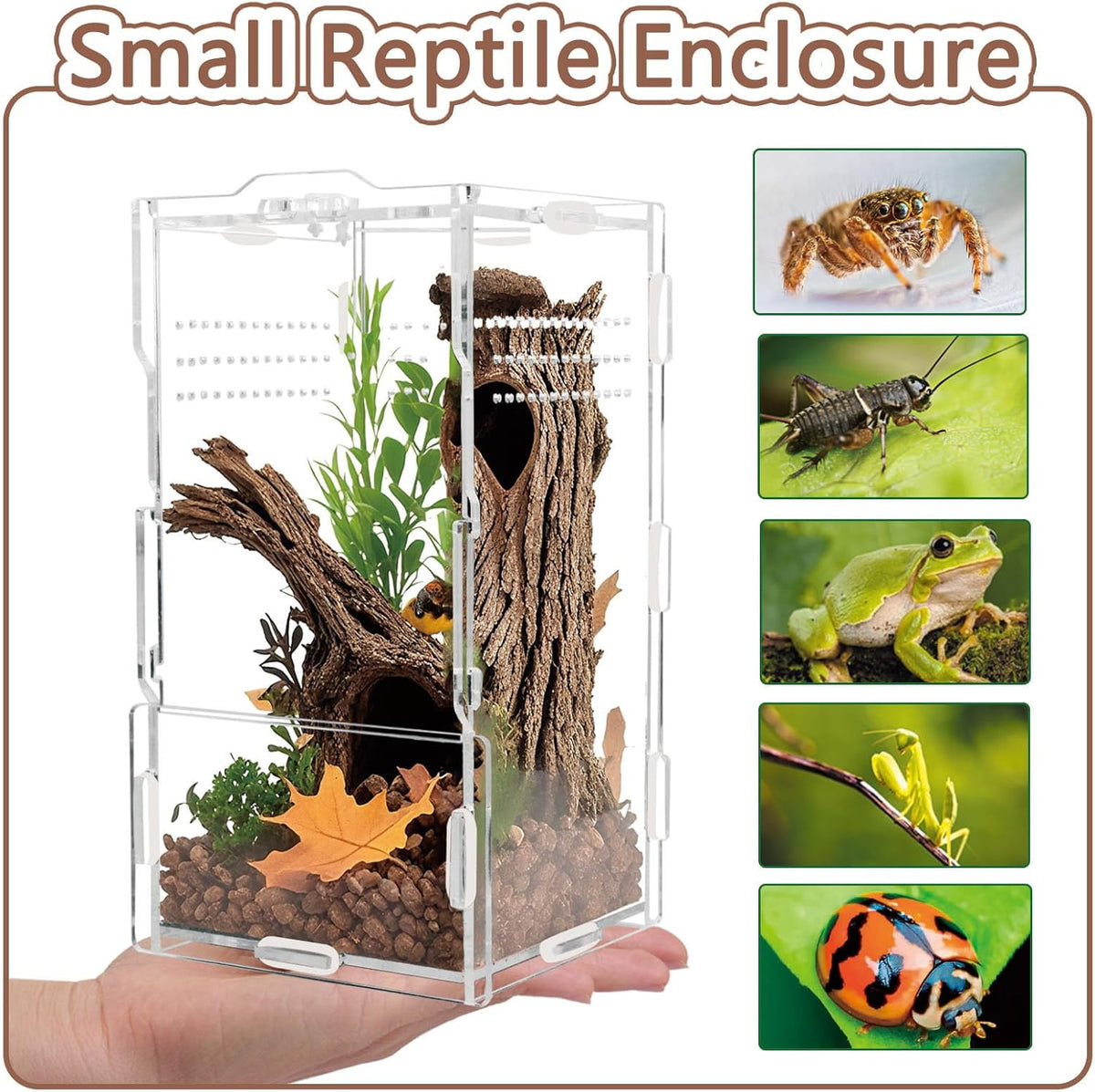 8x4x4in Vertical Acrylic Jumping Spider Enclosure – Arboreal Tarantula & Reptile Terrarium for