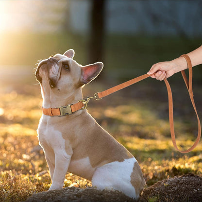 Didog Soft PU Leather Dog Collar, Stylish Quick Released Dog Collars for Medium Dogs, Easy Clean
