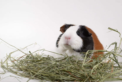 High Desert 2nd Cutting Timothy Grass Hay for Rabbits, Guinea Pigs, Chinchillas & Small Pets