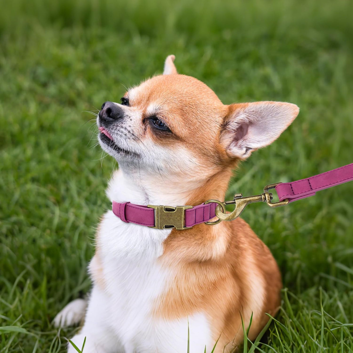 Didog Soft PU Leather Dog Collar, Stylish Quick Released Dog Collars for Small Dogs, Easy Clean