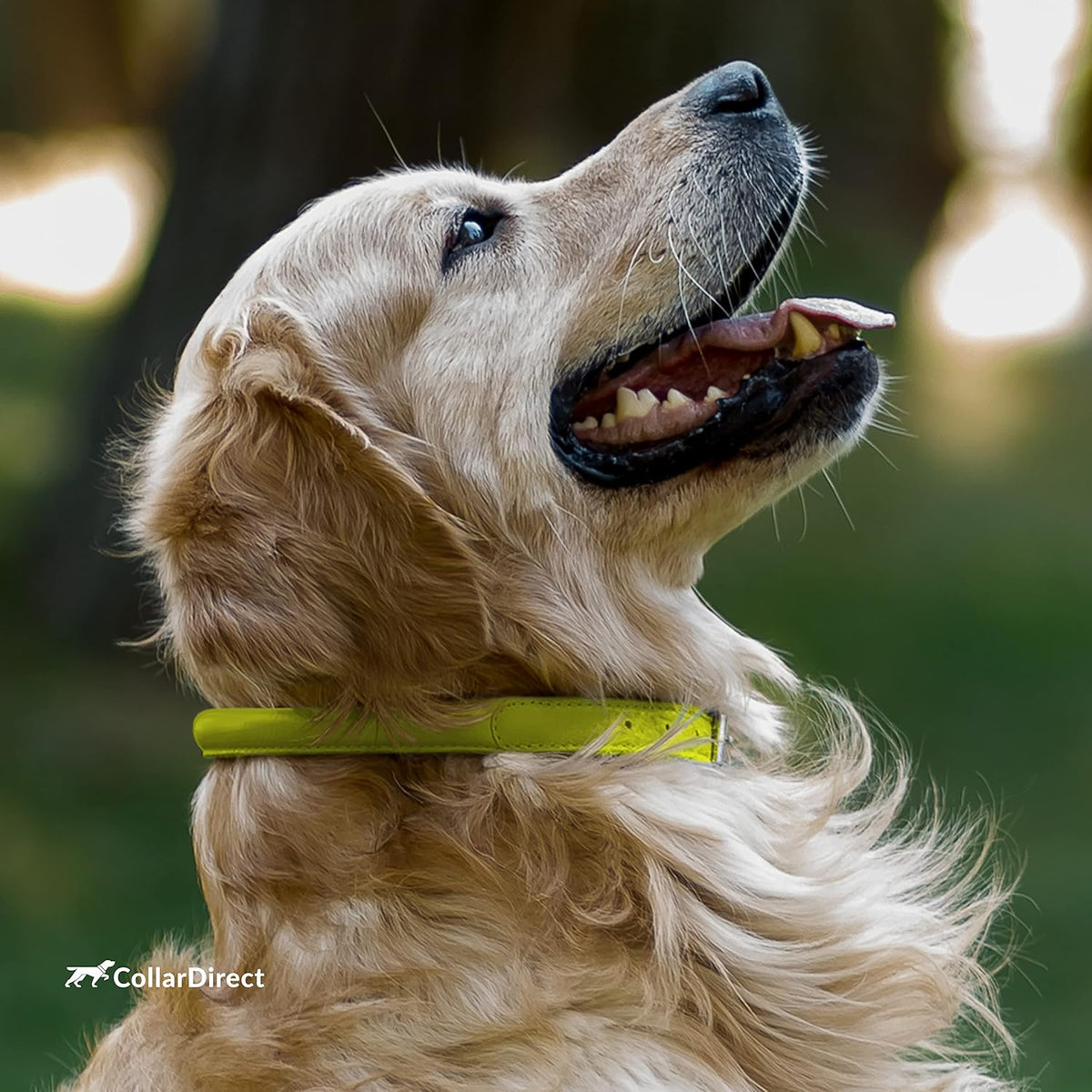 CollarDirect Rolled Leather Dog Collar, Soft Padded Round Puppy Collar, Handmade Genuine Leather