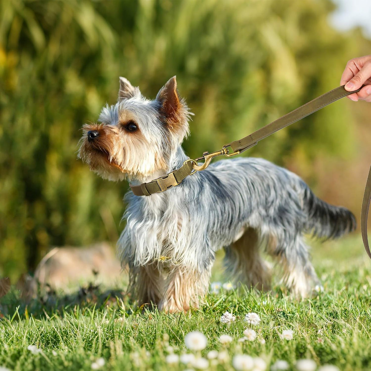 Didog Soft PU Leather Dog Collar, Stylish Quick Released Dog Collars for Small Dogs, Easy Clean