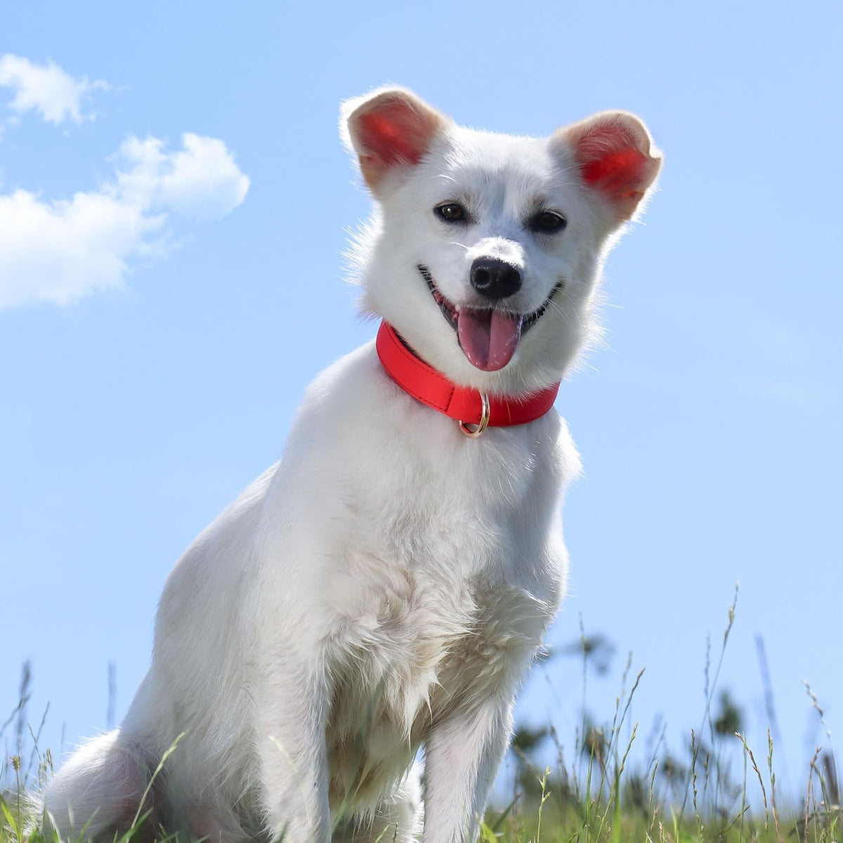 Didog Soft Padded Dog Collars for Small Dogs, Lightweight and Breathable Dog Collar with Metal