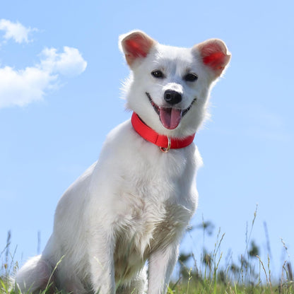 Didog Soft Padded Dog Collars for Small Dogs, Lightweight and Breathable Dog Collar with Metal