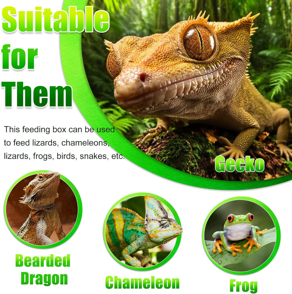 Reptile Anti-Escape Feeding Bowl, Wall-Mounted Feeder for Reptile, Stimulate Hunting Accessories