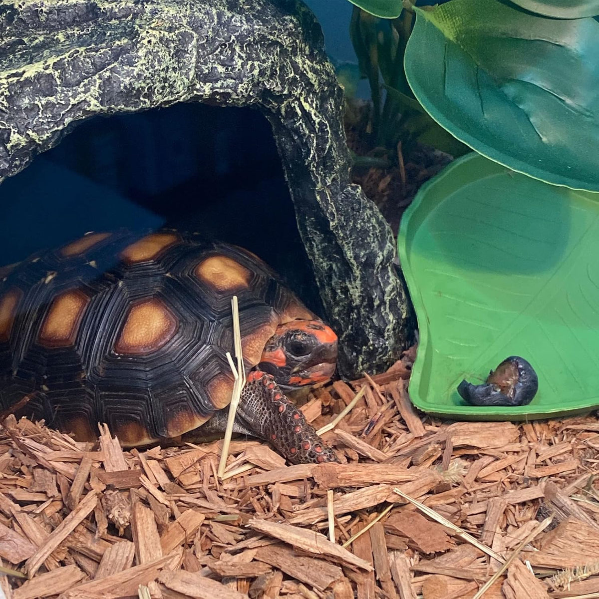kathson Reptile Rock Hideout Cave,Tortoise Hide Caves,Resin Hides Shelter,Reptile Green Plant