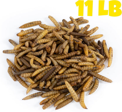 Dried Black Soldier Fly Larvae (11 lbs) - More Calcium Than Mealworms - Treats for Chickens, Wild