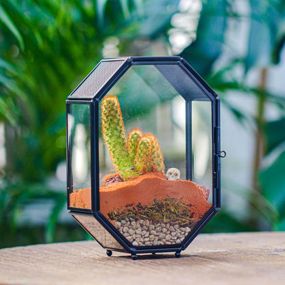 NCYP Mini Glass Terrarium with Vent and Door for Succulents Plants, Jumping Spiders, Insect
