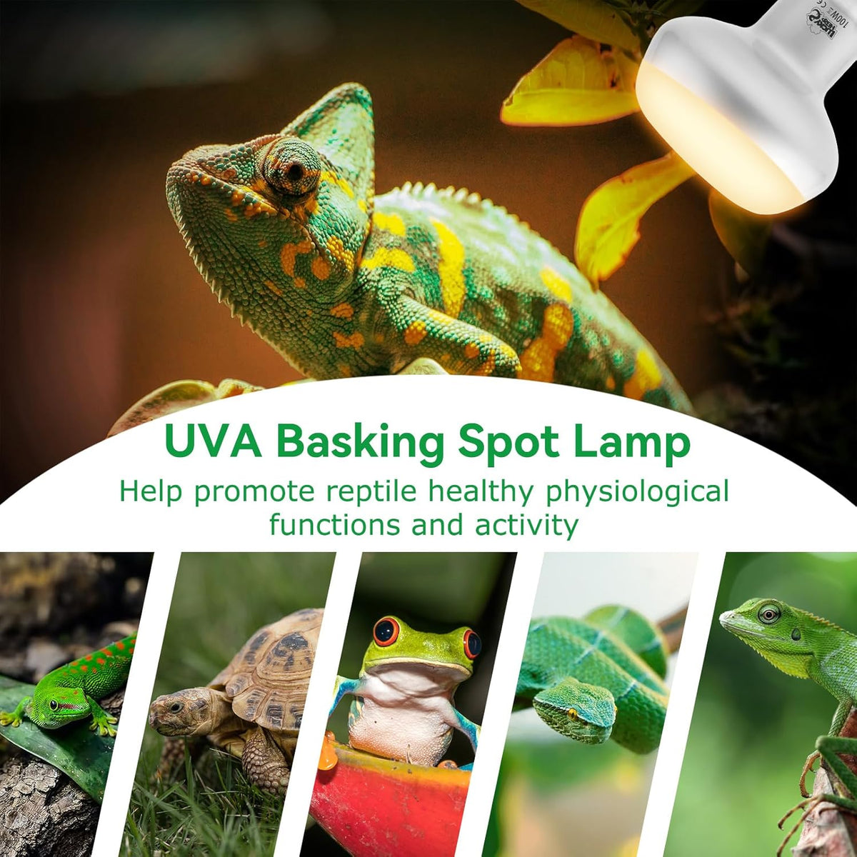LUCKY HERP Intense Heat Lamp Bulbs for Reptiles 100W 2 Pack, UVA Daylight Reptile Heat Lamp