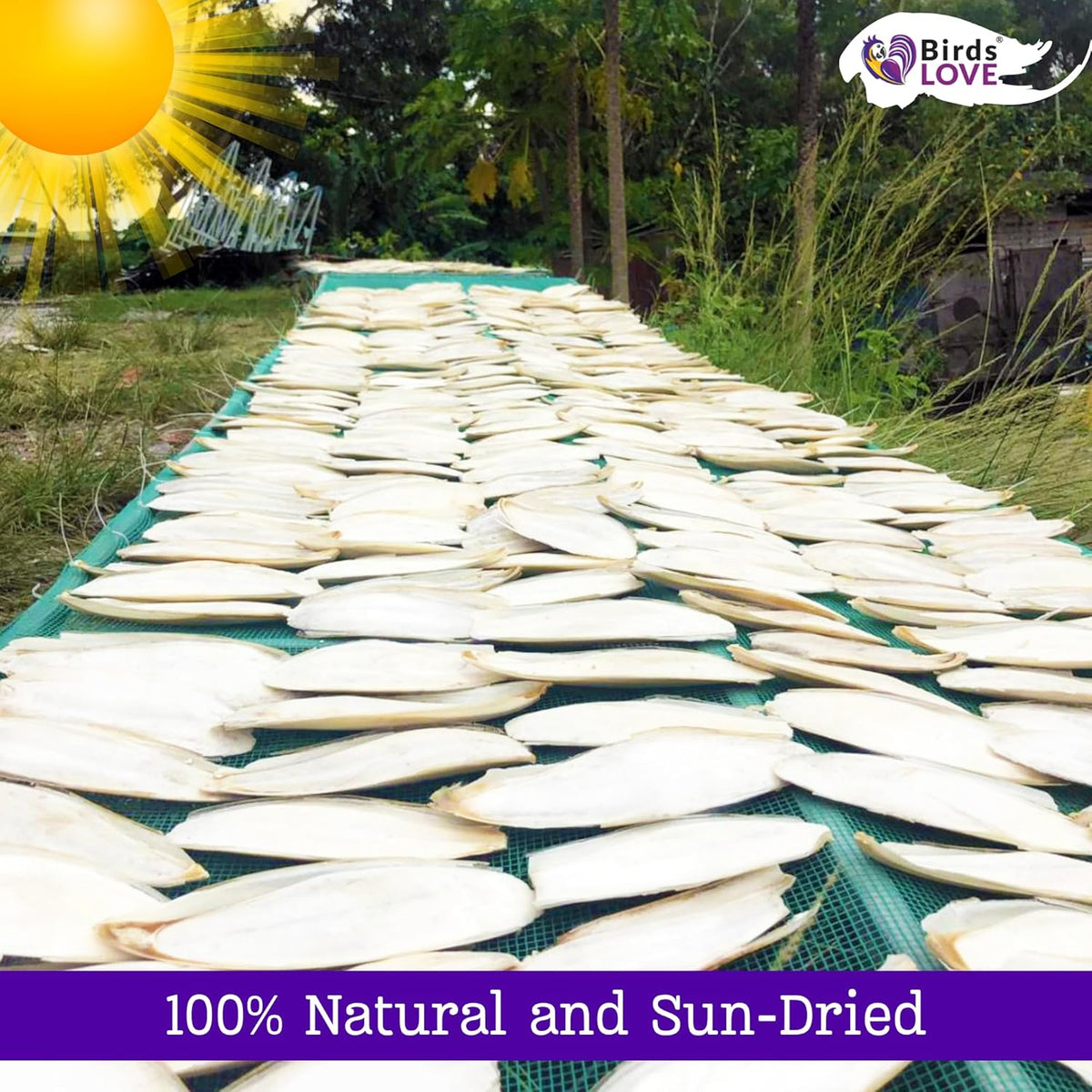 Birds LOVE Natural Cuttlebone | 100% Pure Sun-Dried Calcium Supplement for Birds, Tortoises, Snails