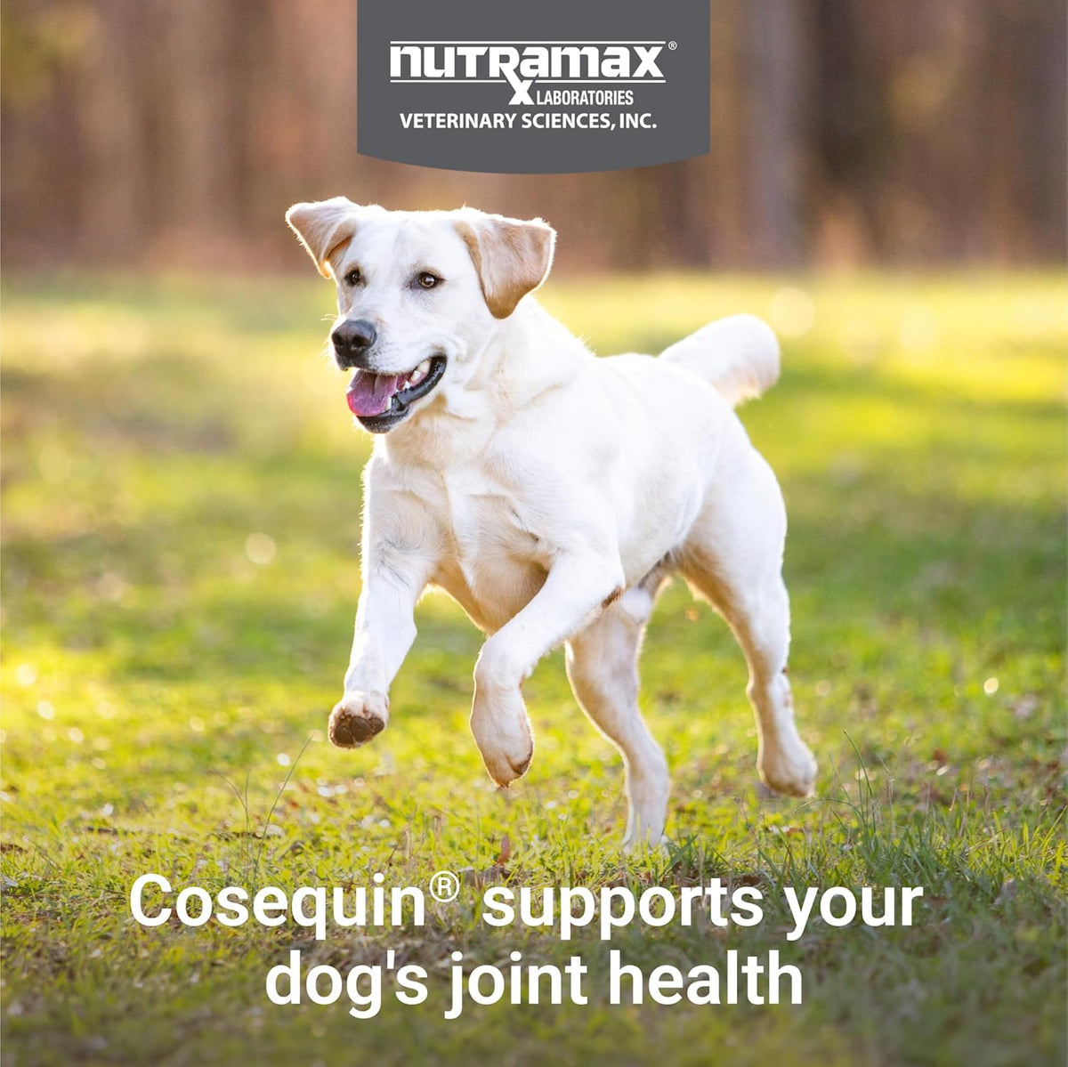 Nutramax Cosequin for Dogs Joint Health Supplement, Contains Glucosamine for Dogs, Plus Chondroitin