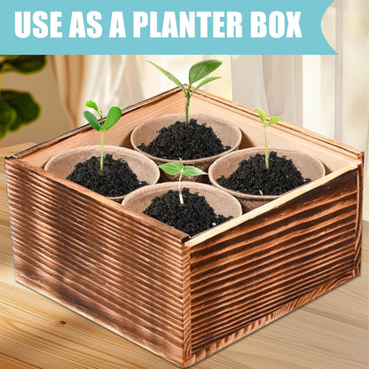 Indoor Daisy Garden Starter Kit, 4 Flower Seeds Growing into Shasta Daisy, Cornflower, Sunflower