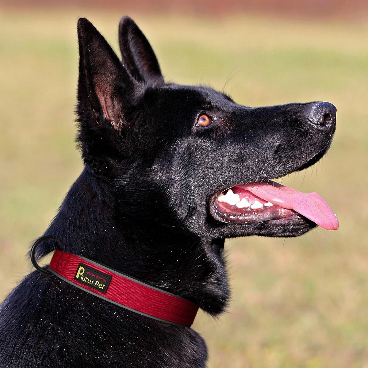 Plutus Pet Tactical Dog Collar, Reflective, Adjustable Heavy Duty Dog Collar, Soft Padded and