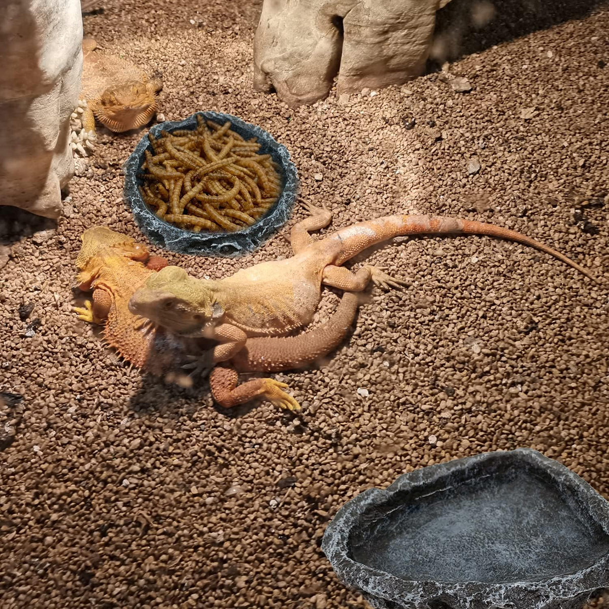 2 Pack Reptile Feeding Dish Corner Bowl, Reptile Water Dish Food Bowl Feeding Terrarium Bowls for