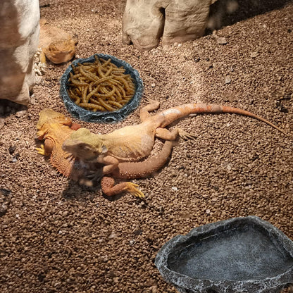 2 Pack Reptile Feeding Dish Corner Bowl, Reptile Water Dish Food Bowl Feeding Terrarium Bowls for