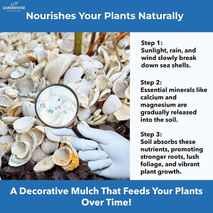 Natural Organic Sea Shell Mulch for Gardens and Landscaping – Decorative and Nutrient-Rich