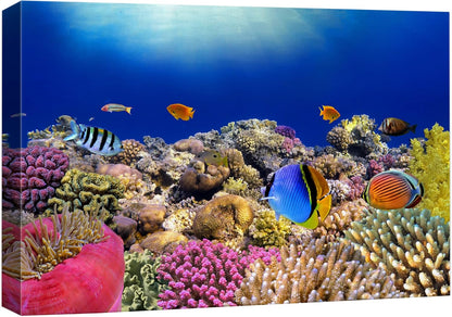 wall26 Canvas Print Wall Art Vibrant Coral Reef Anemone Fish Ecosystem Nature Animals Photography