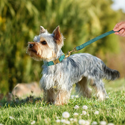 Didog Soft PU Leather Dog Collar, Stylish Quick Released Dog Collars for Small Dogs, Easy Clean