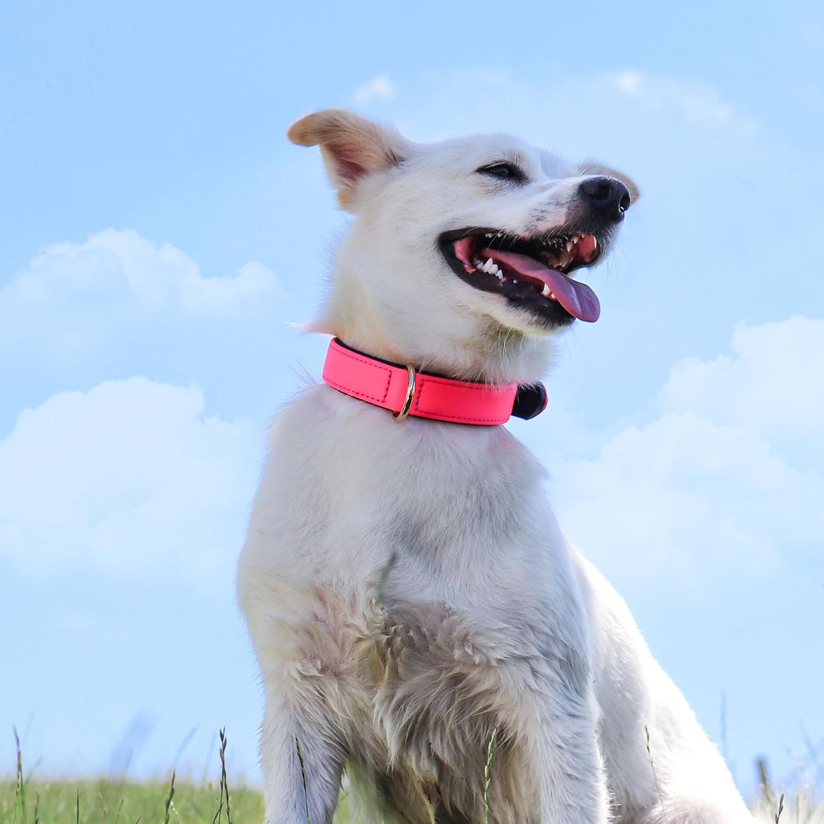Didog Soft Padded Dog Collars for Small Dogs, Lightweight and Breathable Pink Dog Collar with Metal