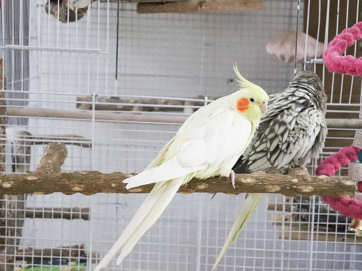 Large Natural Pepper Wood Parrot Stand Branch, Wooden Perch for Parakeet Cockatiels Conures