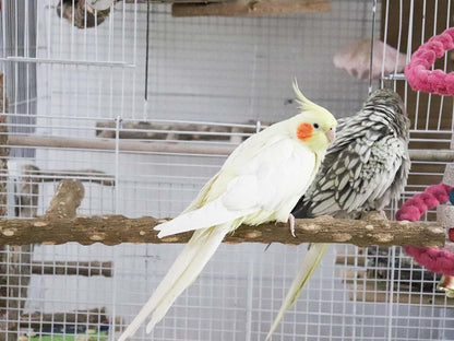 Large Natural Pepper Wood Parrot Stand Branch, Wooden Perch for Parakeet Cockatiels Conures