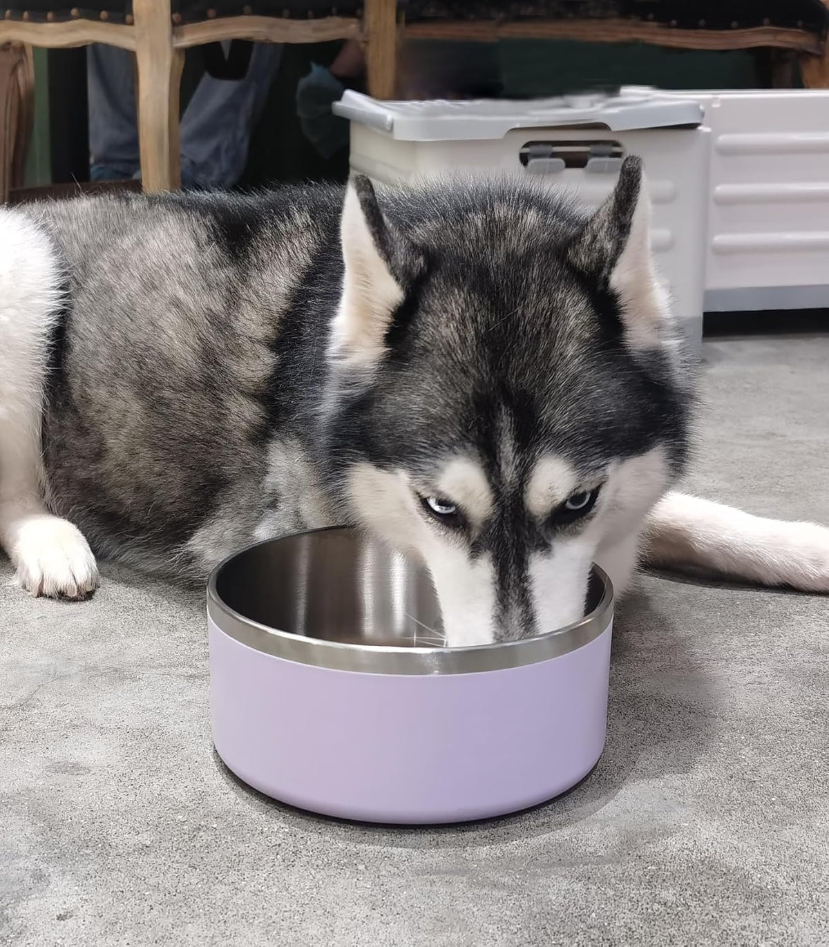 Dog Bowl, Stainless Steel Dog Food and Water Bowl with Non Slip Quiet Bottom, Easy to Clean