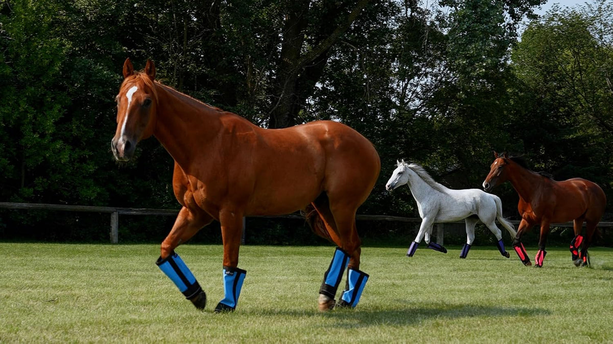 Warrior Fly Boots for Horses - Breathable Mesh Horse Boots for Fly Protection & Leg Comfort - Set
