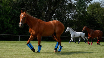 Warrior Fly Boots for Horses - Breathable Mesh Horse Boots for Fly Protection & Leg Comfort - Set