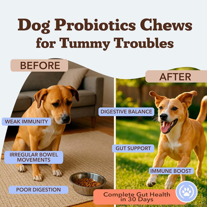 Natural Dog Company Gut Health & Probiotic Chews for Dogs (45 Ct), Prebiotics, Digestive Enzymes &