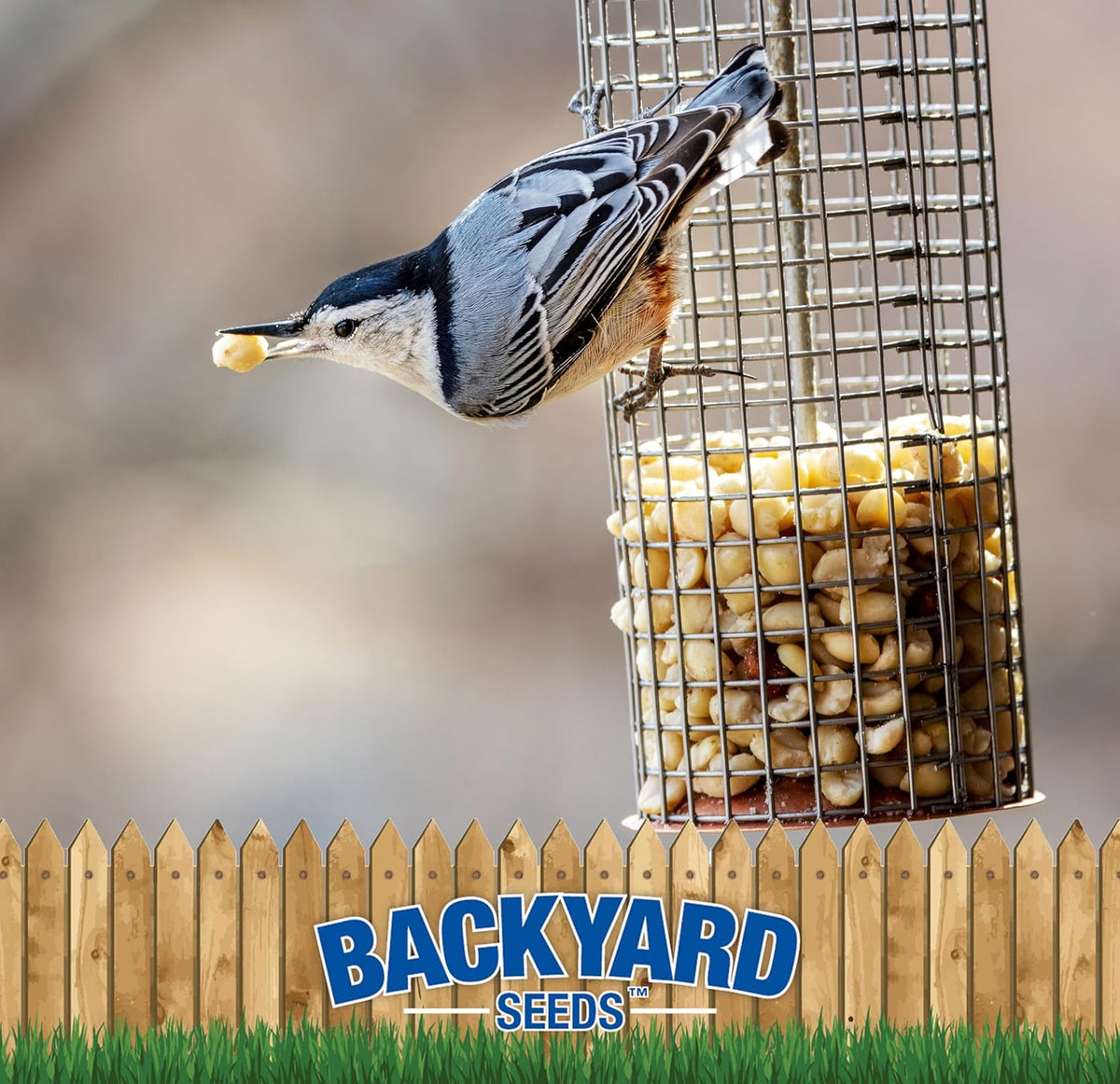 CountryMax Backyard Seeds Shelled Whole Peanuts for Woodpeckers, Birds, Squirrels & Wildlife