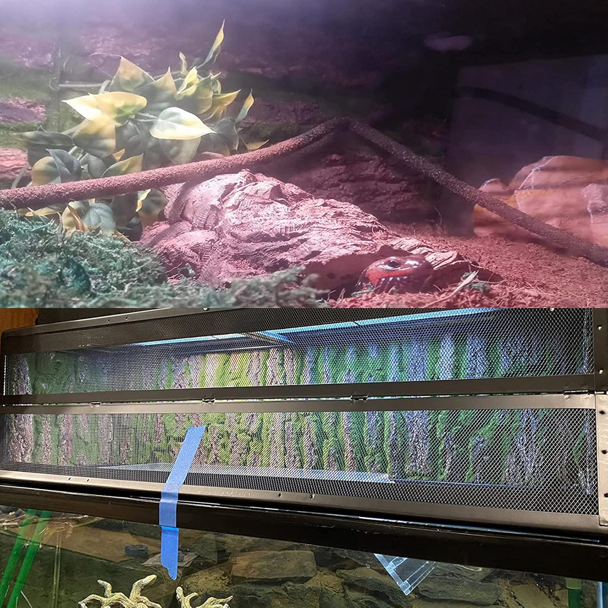 PINVNBY Reptile Cork Terrarium Background,Bearded Dragon Tank Natural Bark Backdrop Wall Habitat