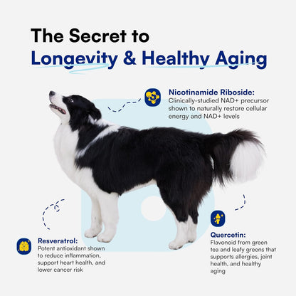 NAD+ Precursor & Senior Dog Supplement - 90 Soft Chews & Vitamins - NMN Alternative for Longevity