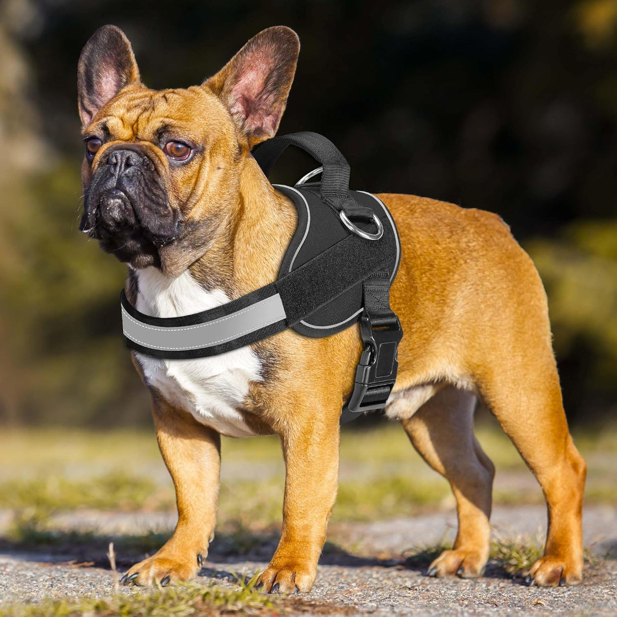 Haapaw Essential Dog Harness, No Pull Pet Vest with 3 Leash Clips, No Choke, Reflective, Adjustable