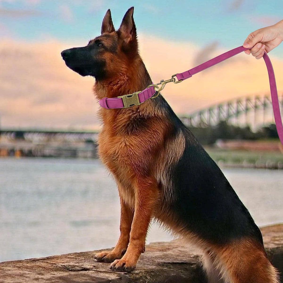 Didog Soft PU Leather Dog Collar, Stylish Quick Released Dog Collar for Large Dogs, Easy Clean